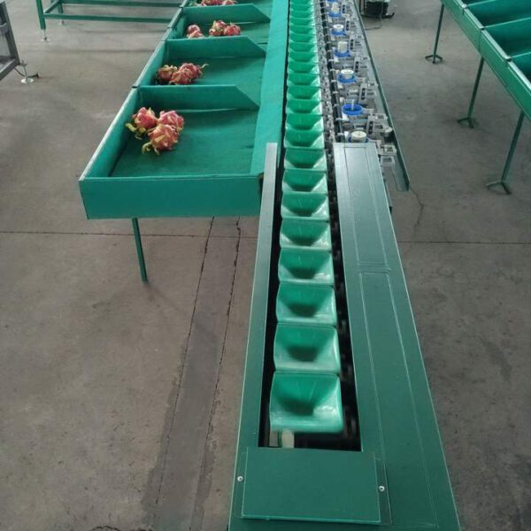 Day Chuyen San Xuat Thanh Long Say Deo. 5