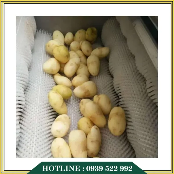 Máy Rửa Củ Nghệ Gừng 8 may rua cu nghe gung 3 copy